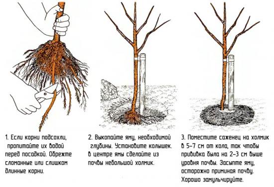 Авенариус - яблоня летнего срока созревания, особенности посадки и ухода