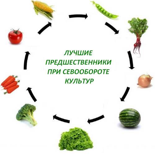 Чередование культур на участке: что после чего можно сажать на огороде