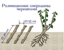 Черенкование смородины