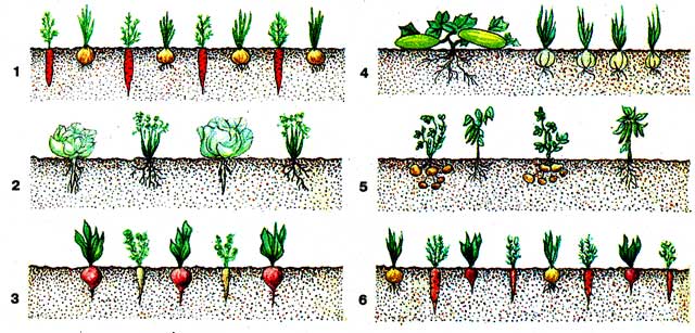 Что такое уплотненные посевы, какие овощи уживаются друг с другом