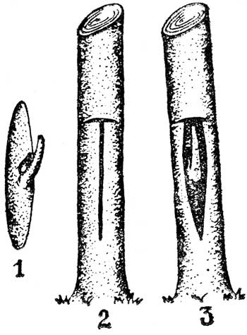 Деревья прививают весной черенком, летом почкой