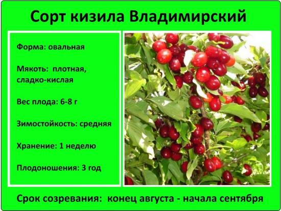 Дерево кизил, как правильно посадить, особенности ухода, полезные свойства