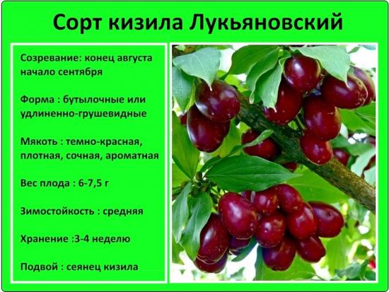 Дерево кизил, как правильно посадить, особенности ухода, полезные свойства