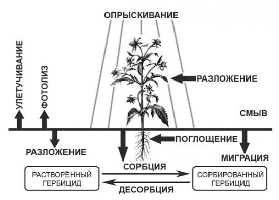 Гербицид Раундап, как разводить, как правильно использовать, аналоги