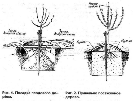 Яблоня джонатан, фото и описание, урожайность, условия выращивания, обрезка, опылители