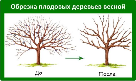 Яблоня вэм розовый, описание и особенности сорта, посадка,уход, отзывы