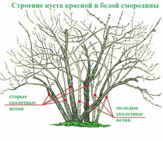 Как обрезать красную смородину осенью, формирование и омолаживание куста