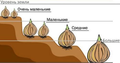 Как сажать луковичные цветы осенью