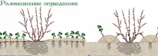 Как вырастить кизил из косточки, агротехника выращивания, популярные сорта