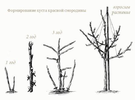 Как вырастить штамбовую смородину или деревце вместо куста