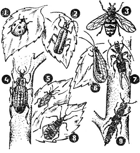 Какие насекомые полезны  в саду, виды