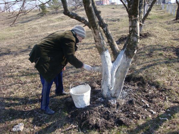 Календарь садовых работ на октябрь