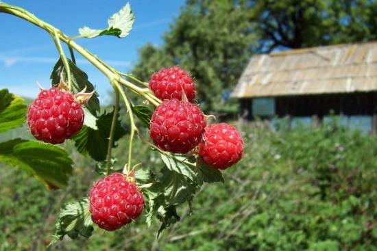 Когда и как пересадить малину, чтобы сохранить урожайность