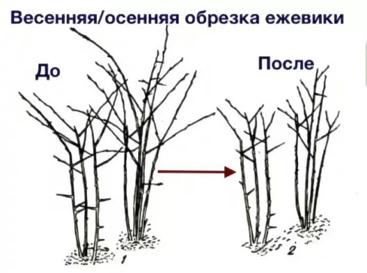 Обрезка ежевики когда и как правильно ее делать