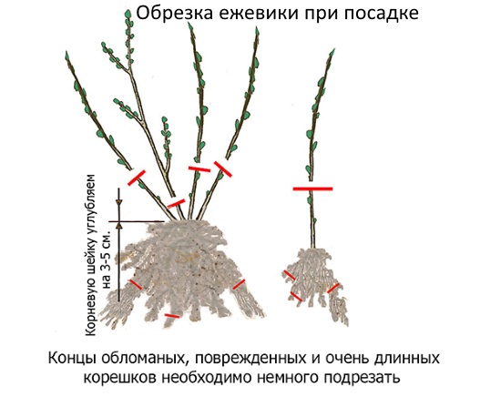 Обрезка ежевики когда и как правильно ее делать