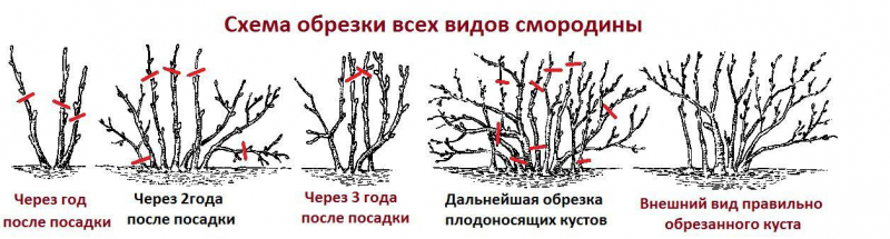 Осенняя обрезка смородины