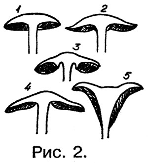 Отличить съедобные грибы по форме шляпки и пластинкам