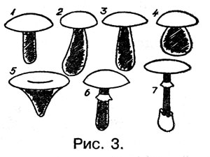 Отличить съедобные грибы по форме шляпки и пластинкам