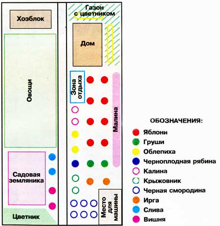 Планировка участка, размещение растений на участке