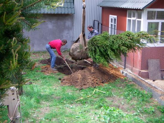 Почему нельзя сажать елки на участке, приметы и суеверия, справедливы ли они