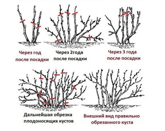 Подрезка смородины - с какой целью производится, правила обрезки куста по годам