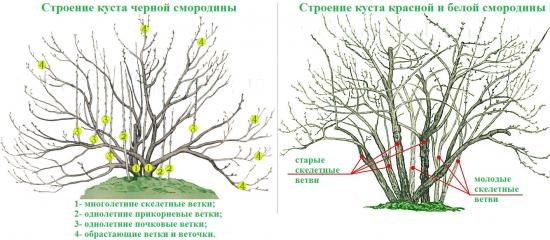 Подрезка смородины - с какой целью производится, правила обрезки куста по годам