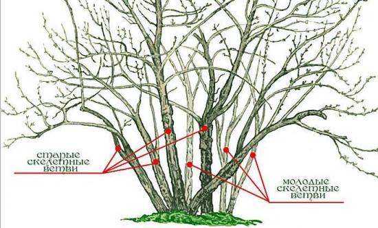 Подрезка смородины - с какой целью производится, правила обрезки куста по годам