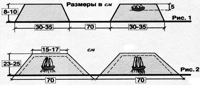 Посадить  картошку по - голландски