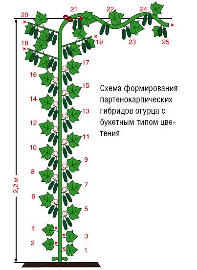 Правила выращивания и ухода за огурцами в теплице.