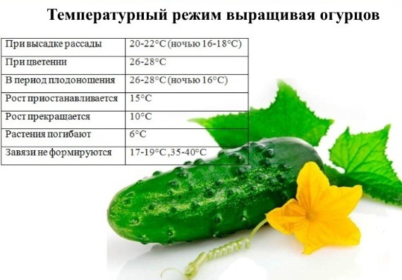 Правила выращивания и ухода за огурцами в теплице.