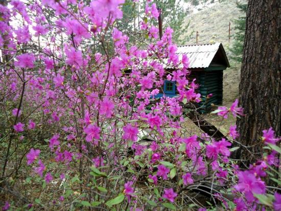 Рододендрон на Урале - какие сорта можно выращивать, особенности ухода