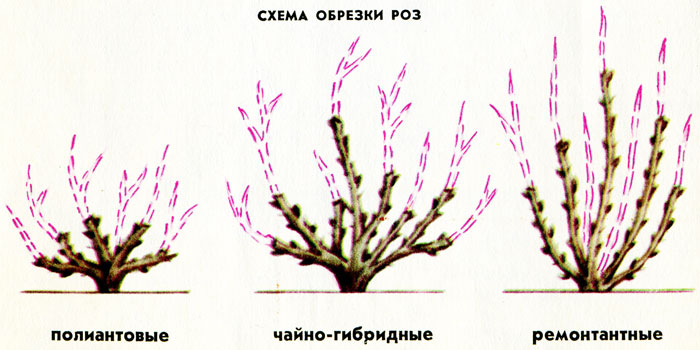 Розы обрезаем осенью, советы