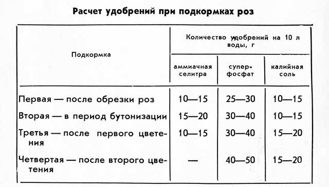 Секреты роз, выращивание роз на участке, советы специалиста