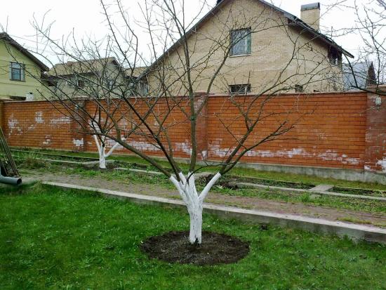 Секреты ухода за яблонями весной, основные рекомендации для садоводов