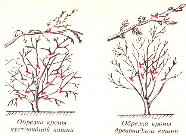 Схема обрезки вишни осенью