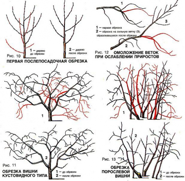 Схема обрезки вишни осенью