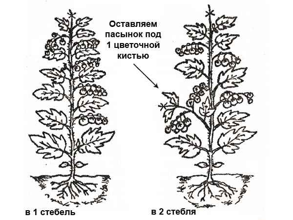 Схема пасынкования тепличных помидоров