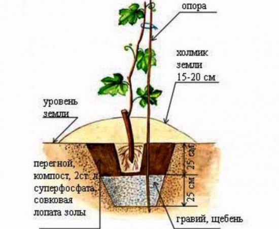 Сорт винограда Кристалл, описание, чем привлекателен, как посадить, поливать, организовывать зимовку