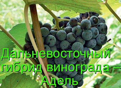 Виноград Адель: особенности сорта, правила ухода, использование ягод