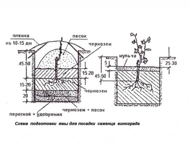 Виноград Дюжина, описание и фото, характеристики, урожайность, правила ухода