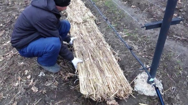 Виноград Каберне Совиньон, характеристики и описание сорта, рекомендации по уходу и посадке, отзывы