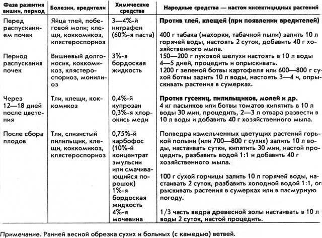 Вишня на дачном приусадебном участке, сорта, борьба с вредителями